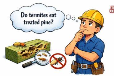 Do Termites Eat Treated Pine What Builders Should Know